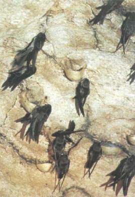 Иллюстрация к книге — Экстремальная кухня. Причудливые и удивительные блюда, которые едят люди [i_026.jpg]