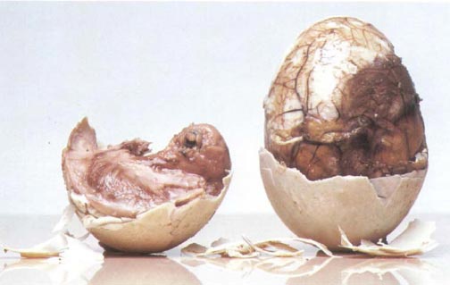 Иллюстрация к книге — Экстремальная кухня. Причудливые и удивительные блюда, которые едят люди [i_028.jpg]