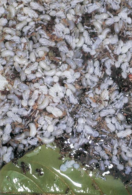 Иллюстрация к книге — Экстремальная кухня. Причудливые и удивительные блюда, которые едят люди [i_032.jpg]