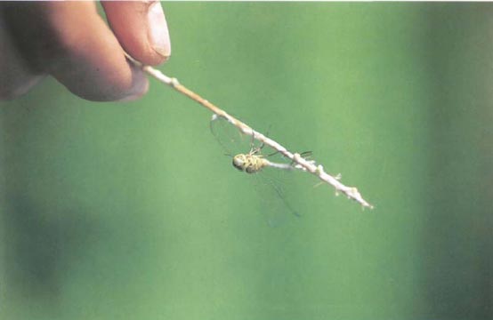 Иллюстрация к книге — Экстремальная кухня. Причудливые и удивительные блюда, которые едят люди [i_041.jpg]