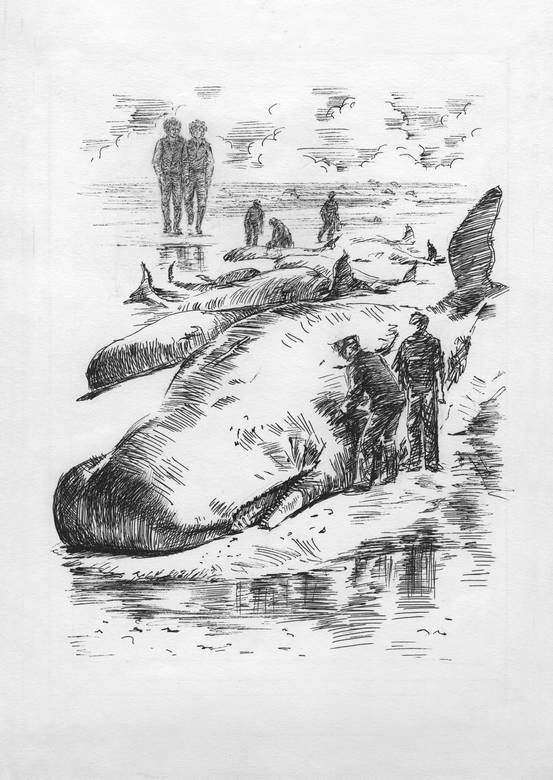 Иллюстрация к книге — Киты и люди [i_008.jpg]