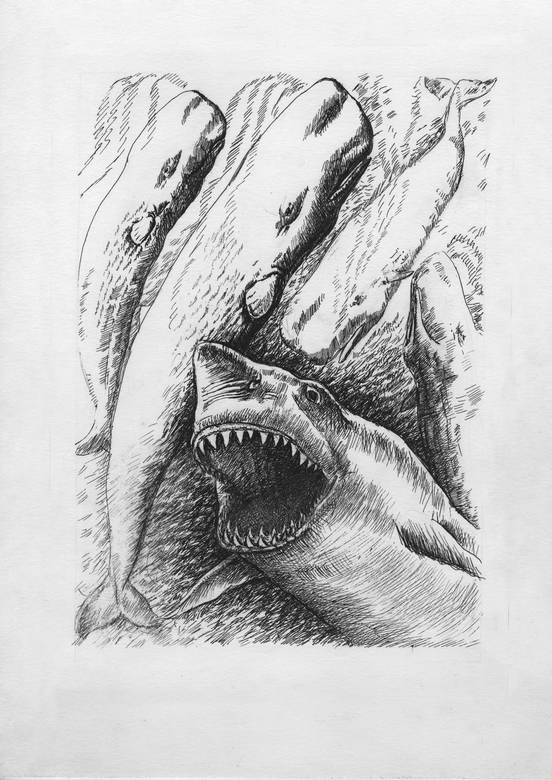 Иллюстрация к книге — Киты и люди [i_011.jpg]