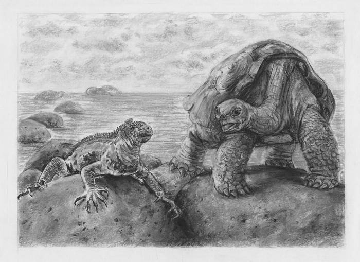 Иллюстрация к книге — Киты и люди [i_022.jpg]