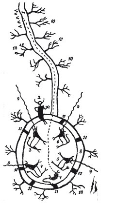 Иллюстрация к книге — Иллюстрированная история суеверий и волшебства [i_003.jpg]