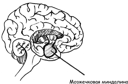 Иллюстрация к книге — Дисциплина без драм. Как помочь ребенку воспитать характер [i_023.jpg]