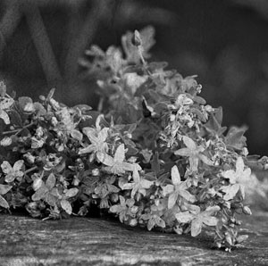 Иллюстрация к книге — Советское домоводство [i_065.jpg]