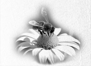 Иллюстрация к книге — Советское домоводство [i_083.jpg]