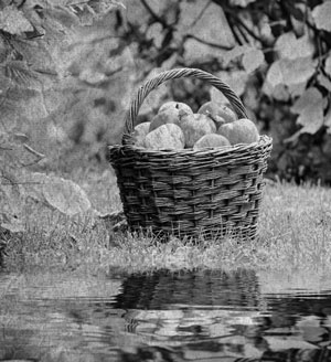 Иллюстрация к книге — Советское домоводство [i_103.jpg]