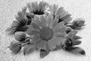 Иллюстрация к книге — Советское домоводство [i_182.jpg]