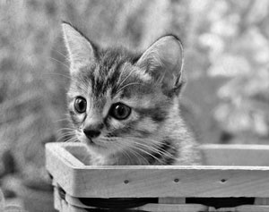 Иллюстрация к книге — Советское домоводство [i_222.jpg]