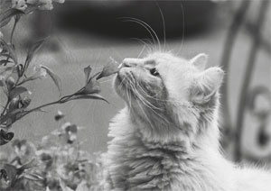 Иллюстрация к книге — Советское домоводство [i_228.jpg]