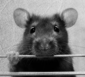 Иллюстрация к книге — Советское домоводство [i_232.jpg]