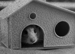 Иллюстрация к книге — Советское домоводство [i_234.jpg]