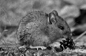 Иллюстрация к книге — Советское домоводство [i_236.jpg]