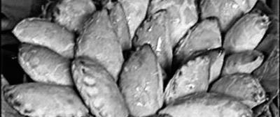 Иллюстрация к книге — Пироги. Большая книга рецептов [i_002.jpg]