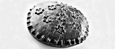 Иллюстрация к книге — Пироги. Большая книга рецептов [i_003.jpg]