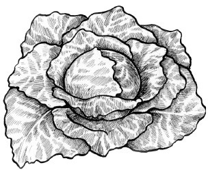 Иллюстрация к книге — Квашеная капуста – рецепты здоровья и красоты [i_001.jpg]