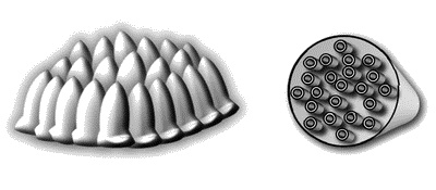 Иллюстрация к книге — Профессия кондитер. Учебное пособие [i_006.jpg]