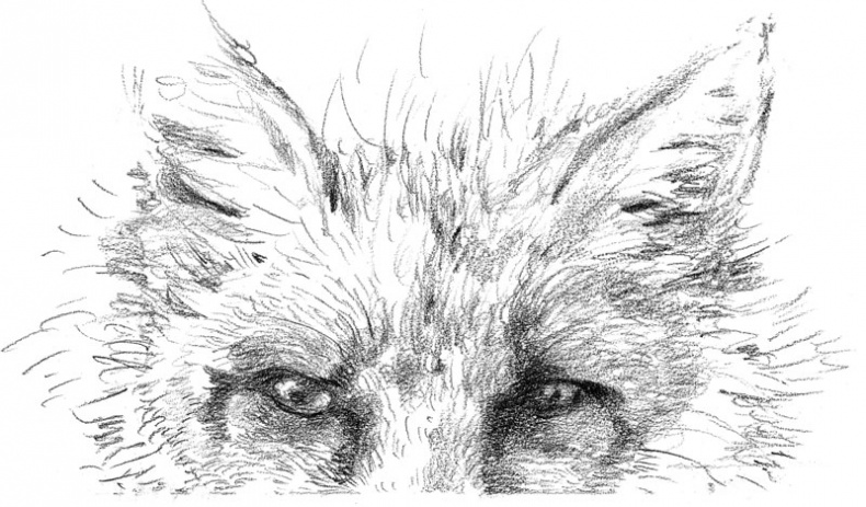 Иллюстрация к книге — Бесшабашный. Книга 3. Золотая пряжа [_20.jpg]