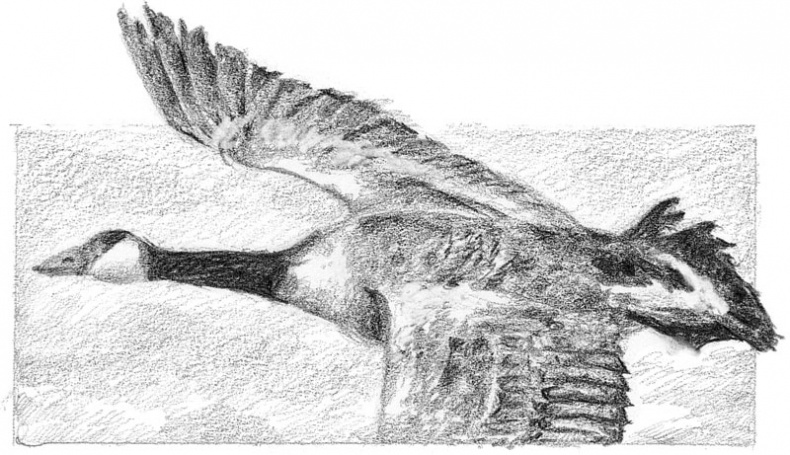 Иллюстрация к книге — Бесшабашный. Книга 3. Золотая пряжа [_64.jpg]