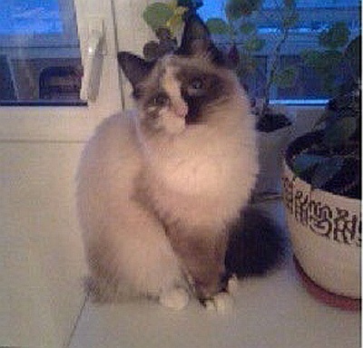 Иллюстрация к книге — Невская маскарадная (сборник) [i_003.jpg]