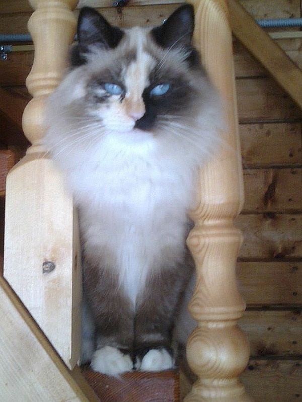 Иллюстрация к книге — Невская маскарадная (сборник) [i_008.jpg]