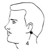 Иллюстрация к книге — Лечебный массаж внутренних органов [Autogen_eBook_id7.jpg]