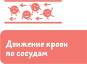 Иллюстрация к книге — Как устроен человек [i_016.jpg]