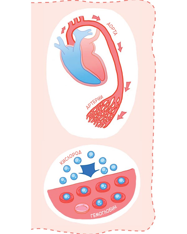 Иллюстрация к книге — Как устроен человек [i_019.jpg]