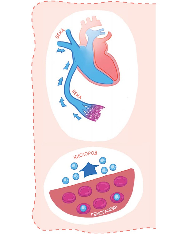 Иллюстрация к книге — Как устроен человек [i_020.jpg]