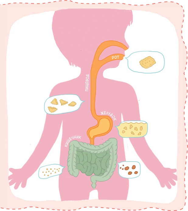 Иллюстрация к книге — Как устроен человек [i_039.jpg]