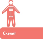 Иллюстрация к книге — Как устроен человек [i_054.jpg]