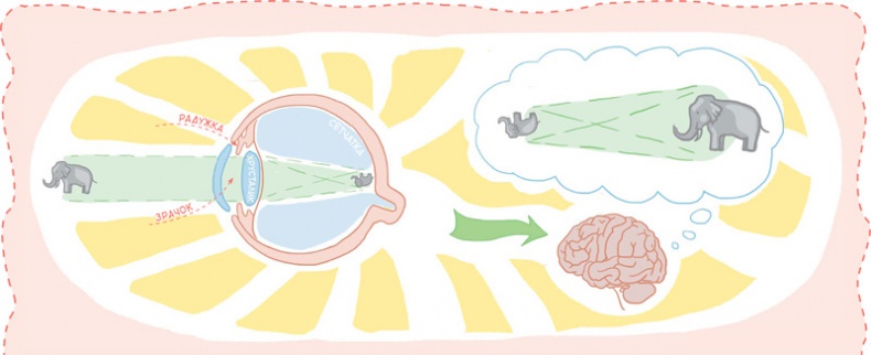 Иллюстрация к книге — Как устроен человек [i_074.jpg]