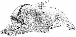 Иллюстрация к книге — Последний подарок [i_004.jpg]