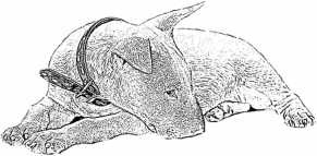 Иллюстрация к книге — Последний подарок [i_027.jpg]