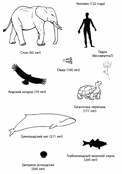 Иллюстрация к книге — 120 лет жизни – только начало. Как победить старение? [i_005.jpg]