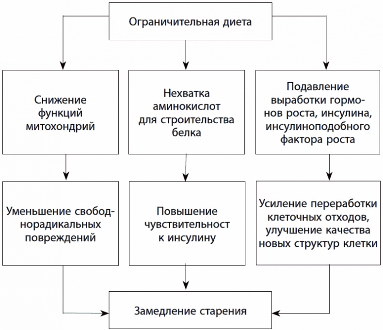 Иллюстрация к книге — 120 лет жизни – только начало. Как победить старение? [i_021.jpg]