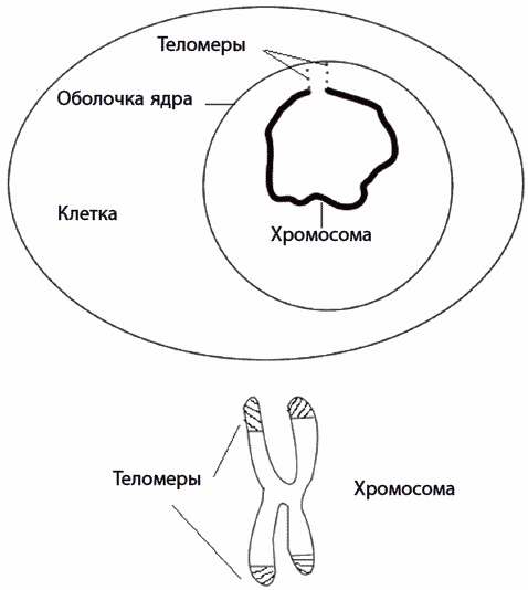 Иллюстрация к книге — 120 лет жизни – только начало. Как победить старение? [i_049.jpg]