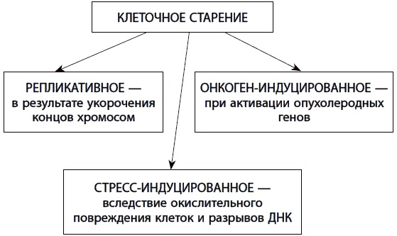 Иллюстрация к книге — 120 лет жизни – только начало. Как победить старение? [i_052.jpg]