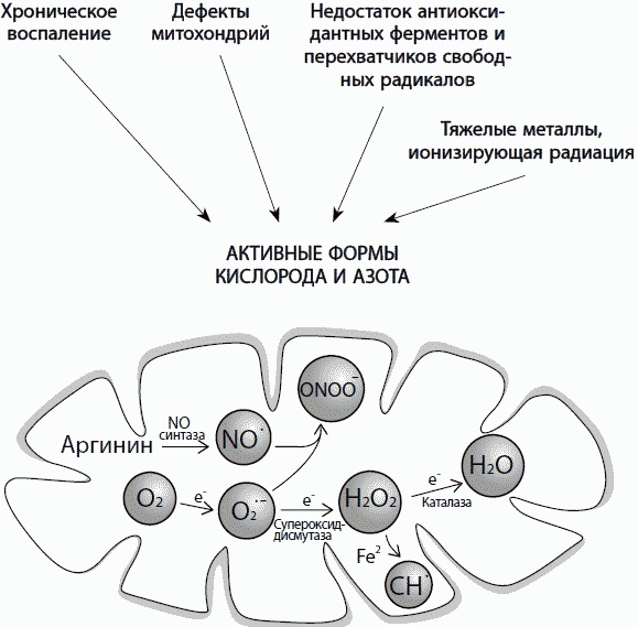 Иллюстрация к книге — 120 лет жизни – только начало. Как победить старение? [i_056.jpg]