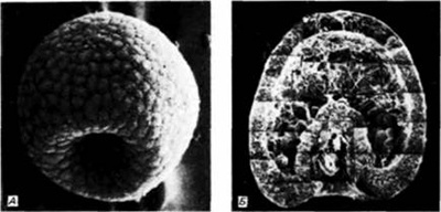 Иллюстрация к книге — Кластеры [i_009.jpg]