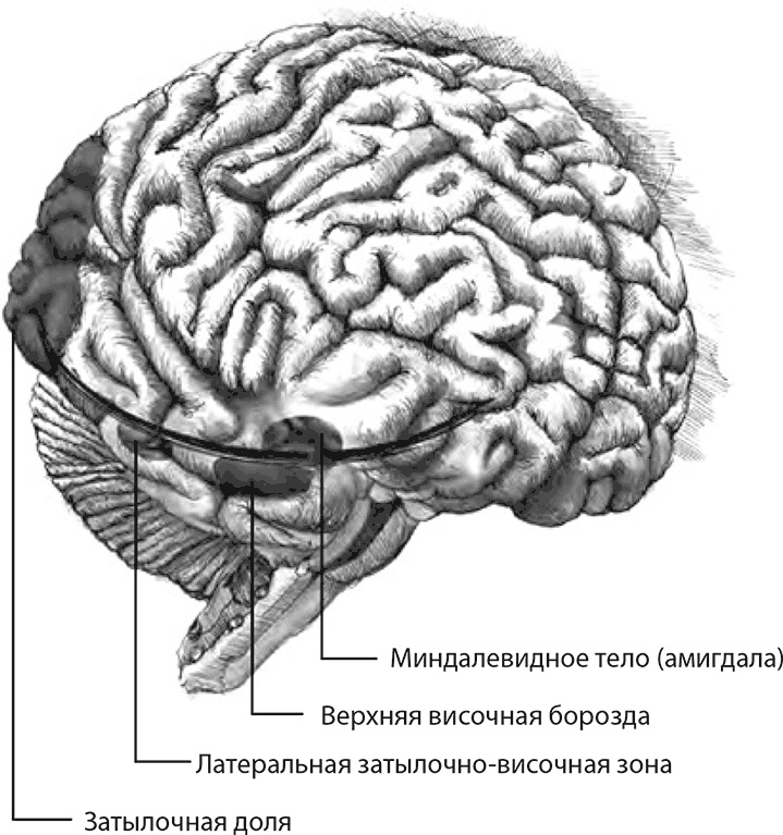 Иллюстрация к книге — Внимательный мозг. Научный взгляд на медитацию [i_012.jpg]