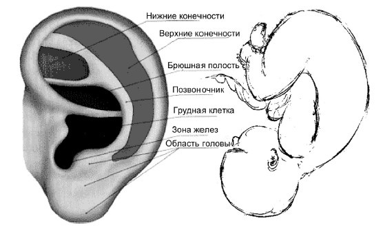 Иллюстрация к книге — От сомнений к определенности. Опыт врача [i_035.jpg]