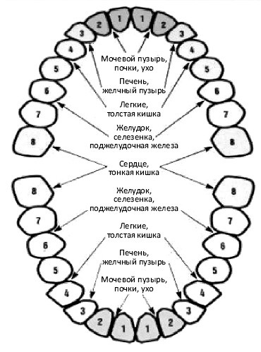 Иллюстрация к книге — От сомнений к определенности. Опыт врача [i_036.jpg]