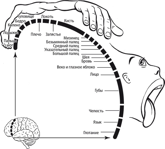 Иллюстрация к книге — Мы - это музыка. Как музыка влияет на наш мозг, здоровье и жизнь в целом [i_003.jpg]