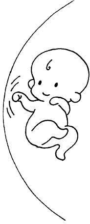 Иллюстрация к книге — Ваш любимый человечек от зачатия до рождения [i_010.jpg]