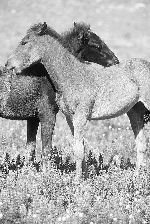 Иллюстрация к книге — Психология влияния [_6.jpg]