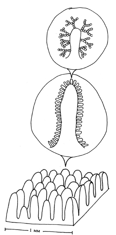 Иллюстрация к книге — Очаровательный кишечник. Как самый могущественный орган управляет нами [i_006.jpg]