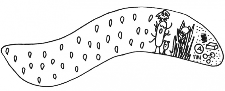 Иллюстрация к книге — Очаровательный кишечник. Как самый могущественный орган управляет нами [i_009.jpg]