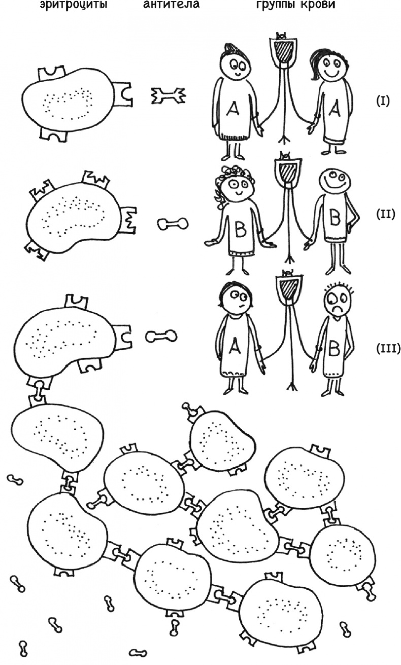 Иллюстрация к книге — Очаровательный кишечник. Как самый могущественный орган управляет нами [i_025.jpg]